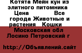 Котята Мейн-кун из элитного питомника › Цена ­ 20 000 - Все города Животные и растения » Кошки   . Московская обл.,Лосино-Петровский г.